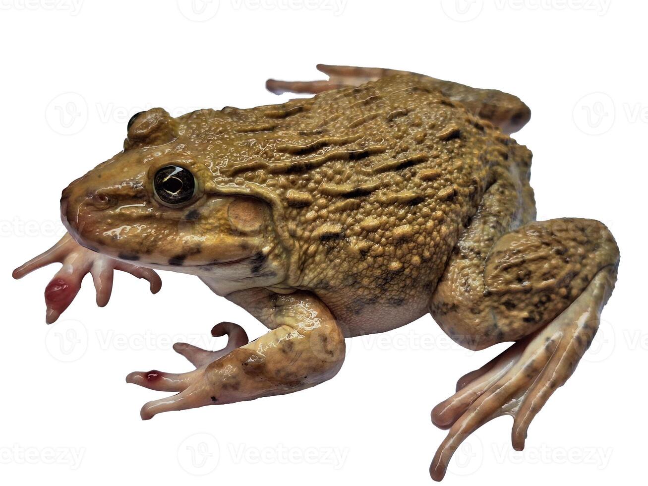 hoplobatrachus rugulosus on white backgrounds photo