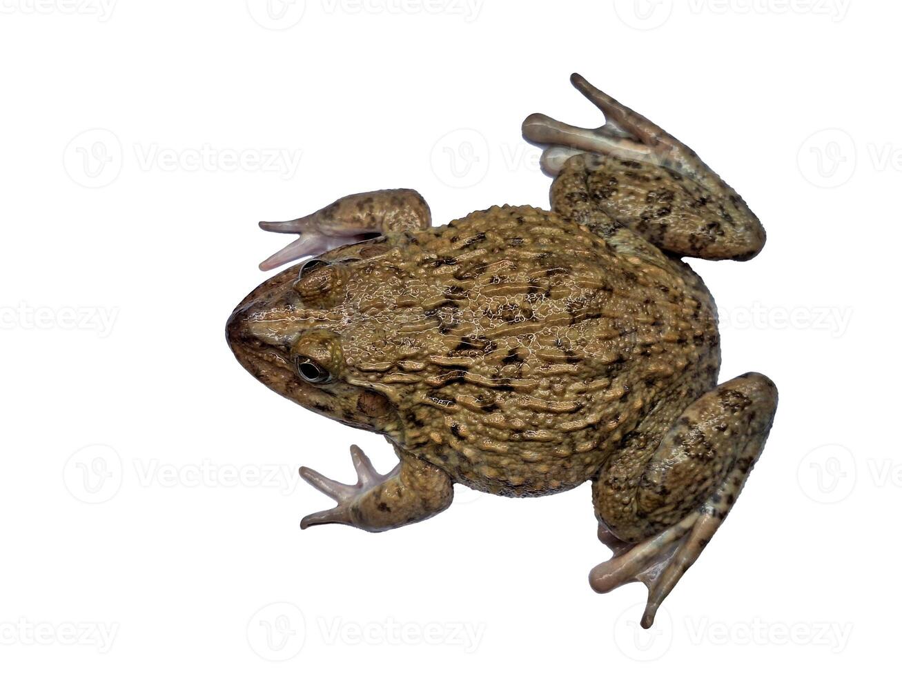 hoplobatrachus rugulosus on white backgrounds photo