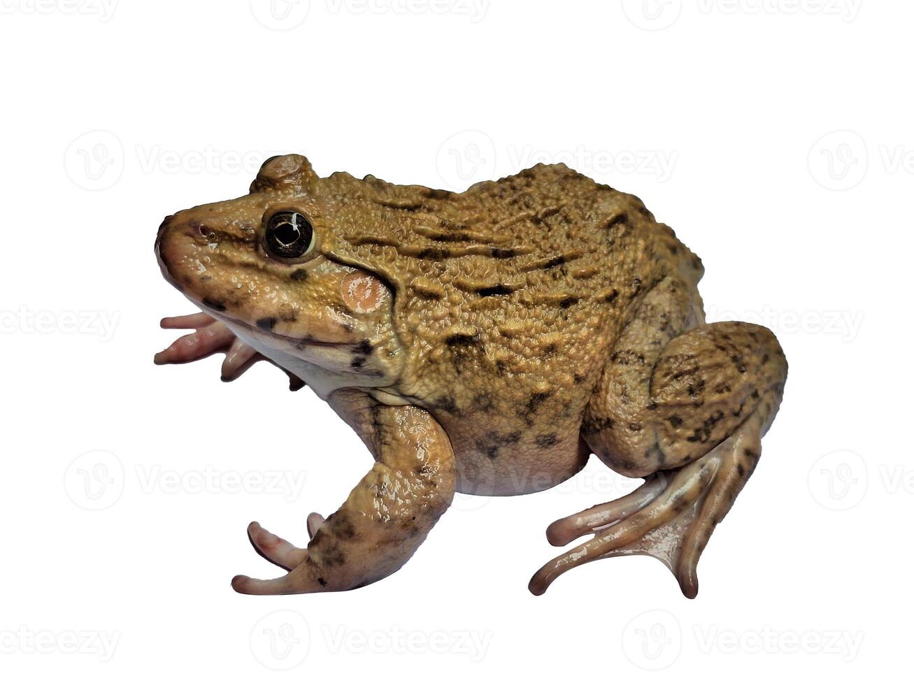 hoplobatrachus rugulosus on white backgrounds photo