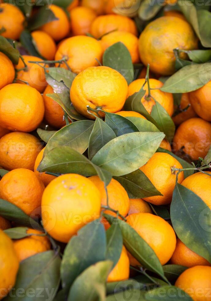 Freshly picked mandarins photo