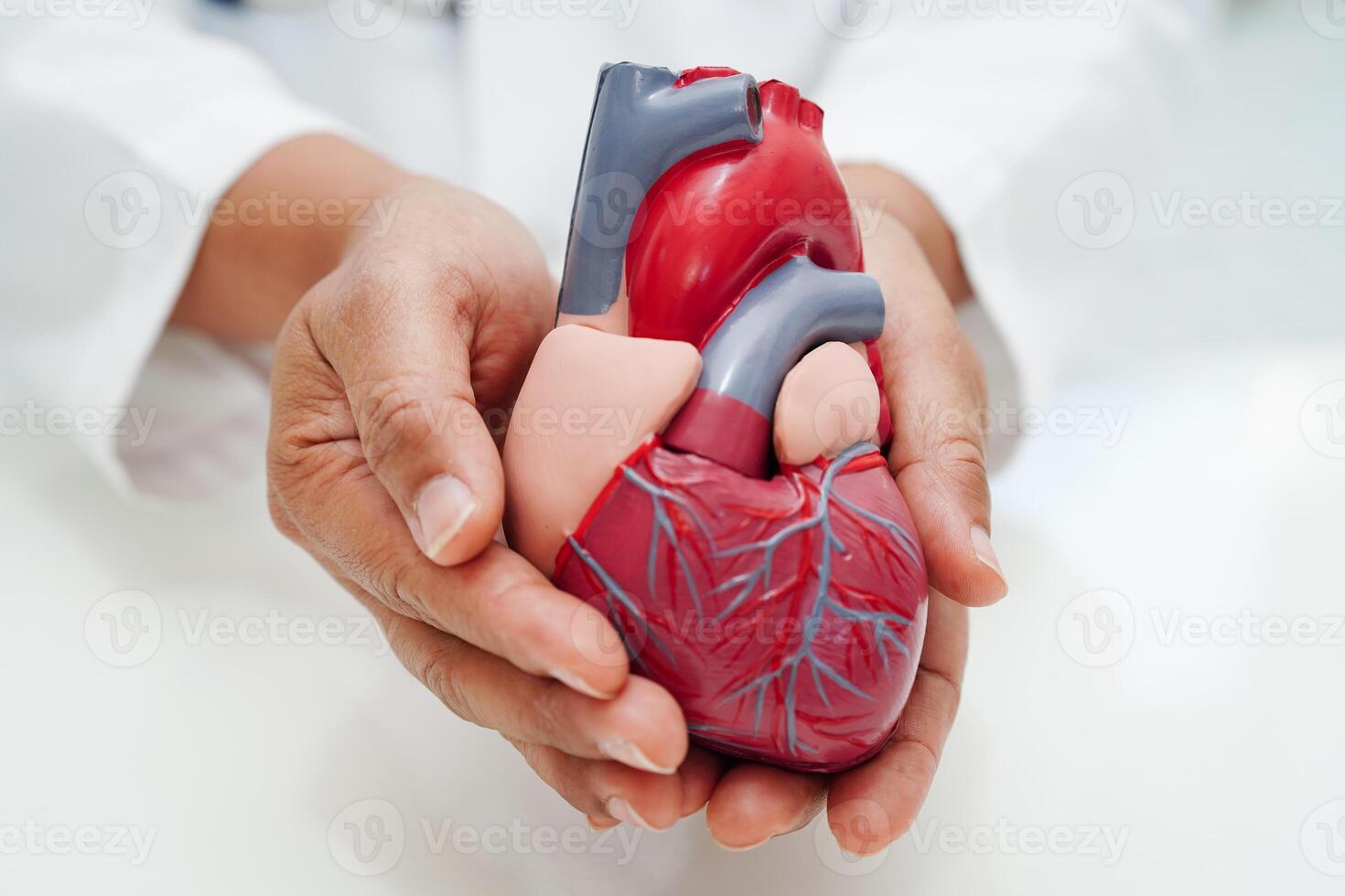 cardiovascular enfermedad CVD, médico con corazón humano modelo anatomía para tratamiento paciente en hospital. foto