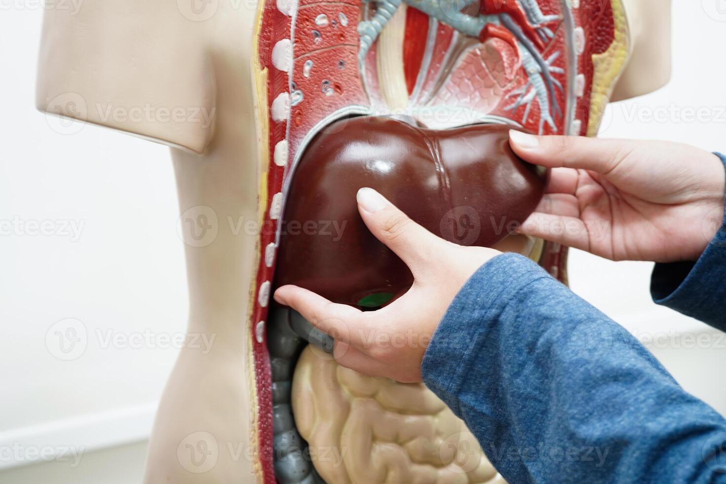 asiático estudiante aprendizaje con humano cuerpo modelo en anatomía biología en salón de clases a alto escuela. foto