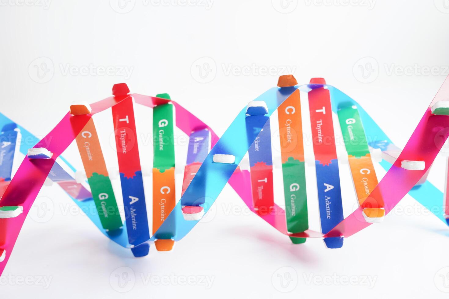 DNA molecule spiral structure model isolated on white background, chromosome and gene chemical science biology. photo