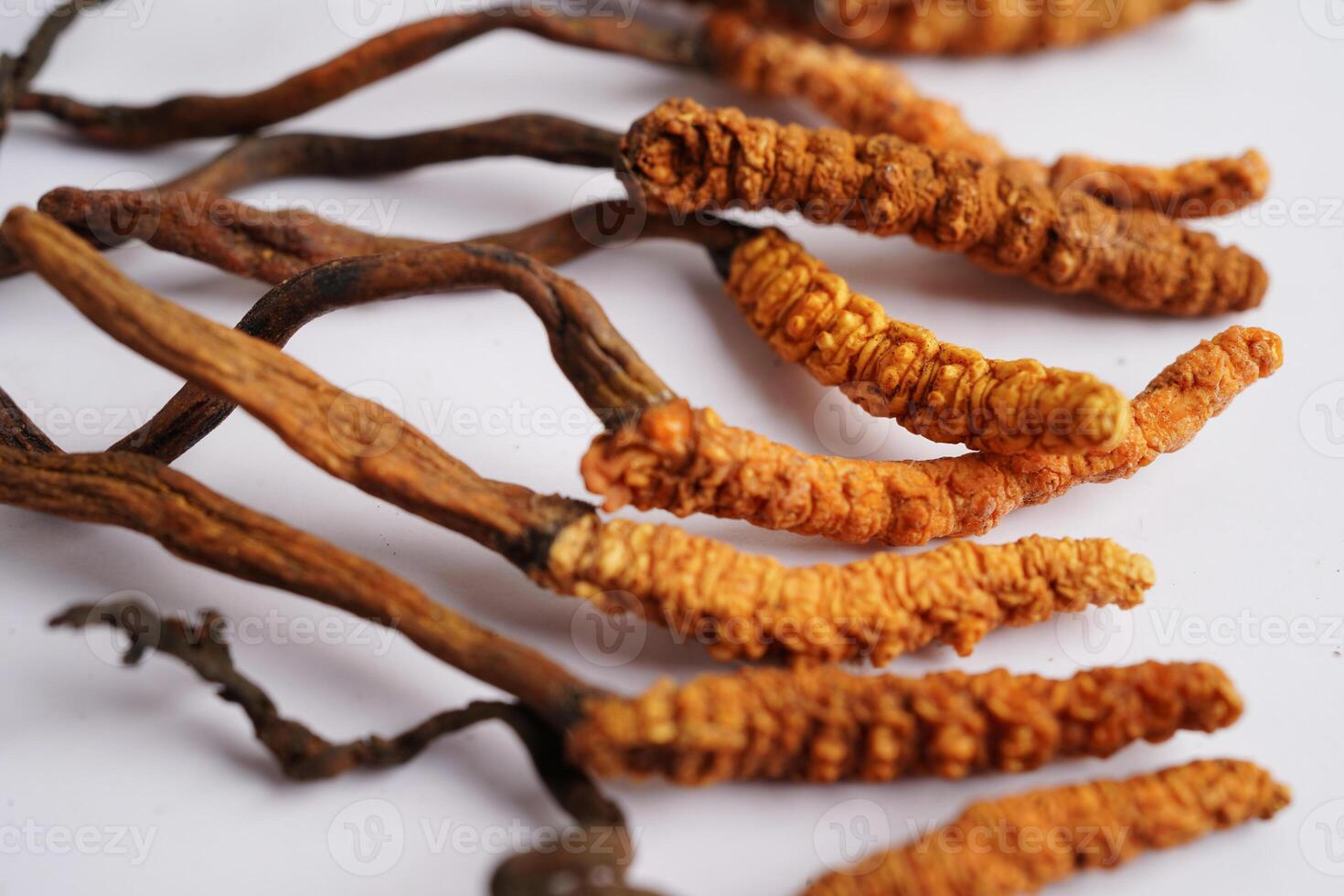 Cordyceps sinensis or Ophiocordyceps sinensis isolated on white background, mushroom herb treatment medicine. photo