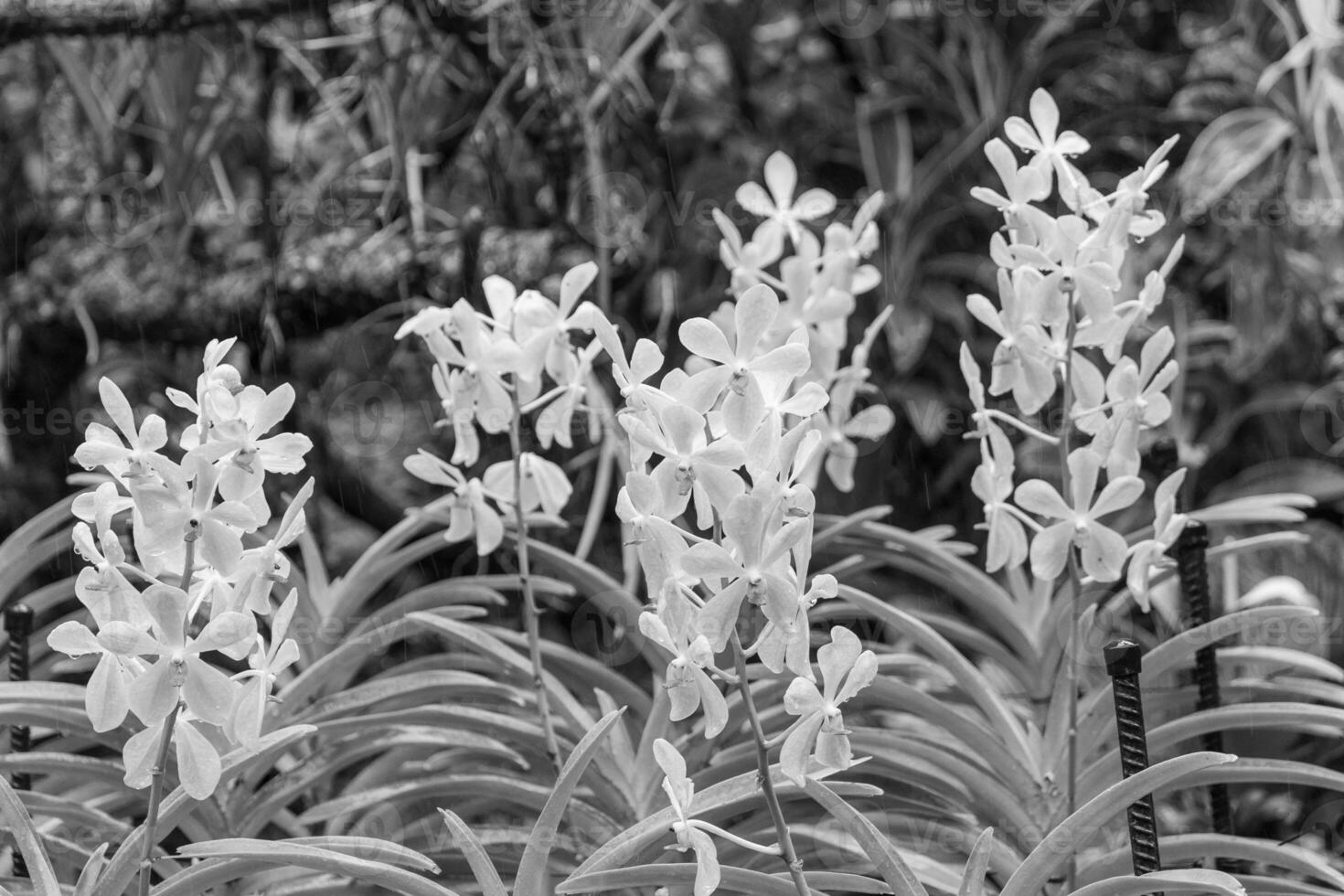 Garden in Singapur photo