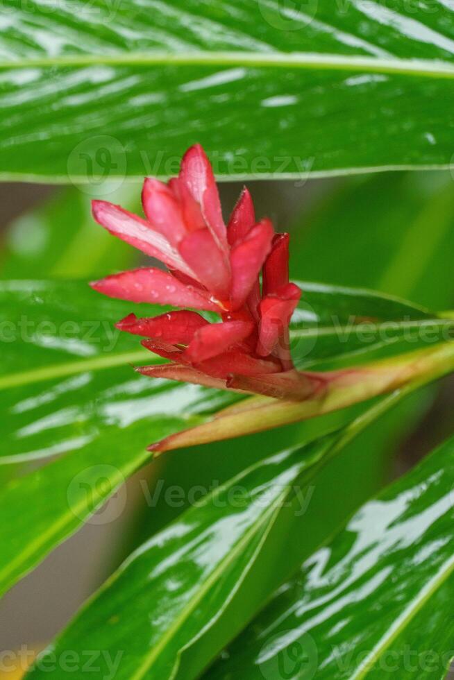 singapur gardens in asia photo