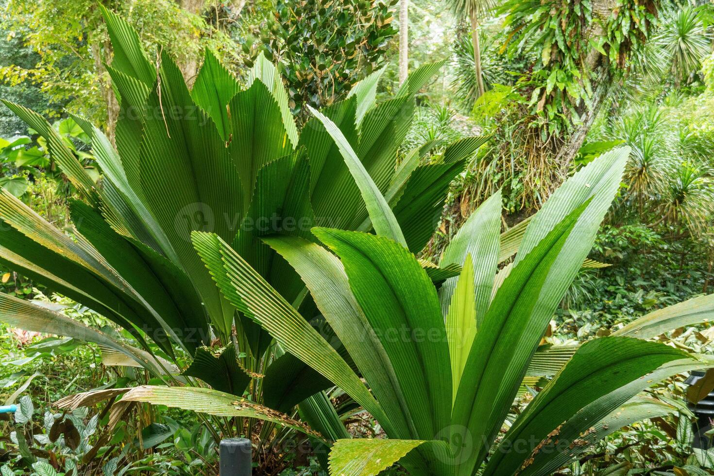 singapur gardens in asia photo