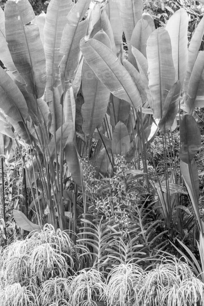 Garden in Singapur photo