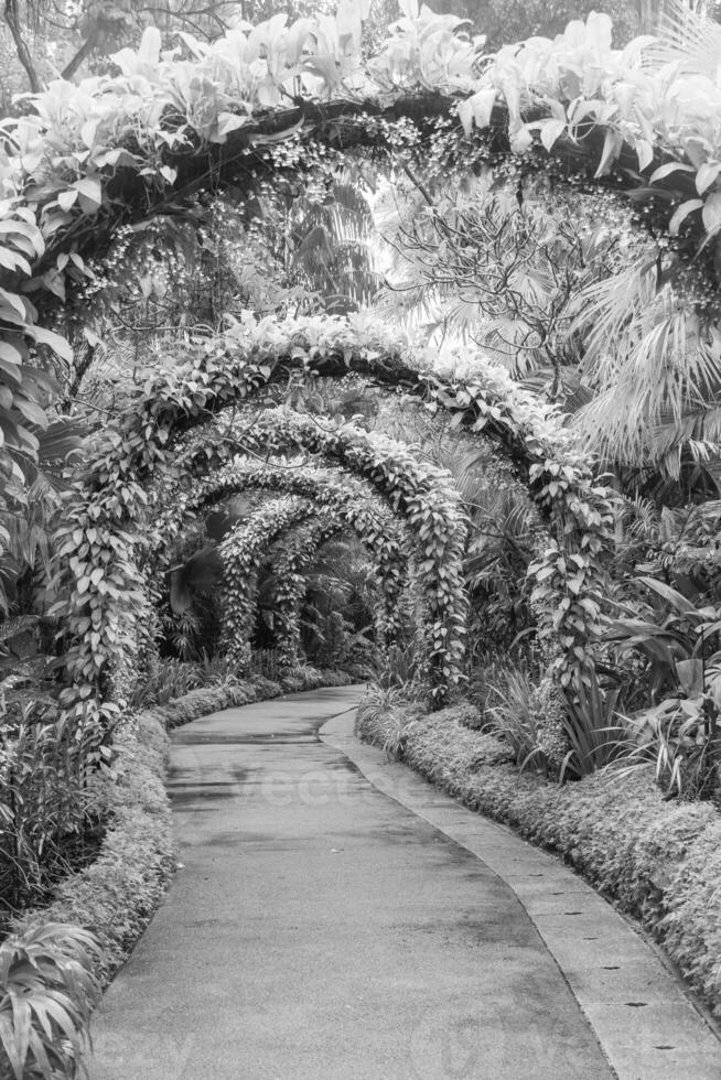 Garden in Singapur photo