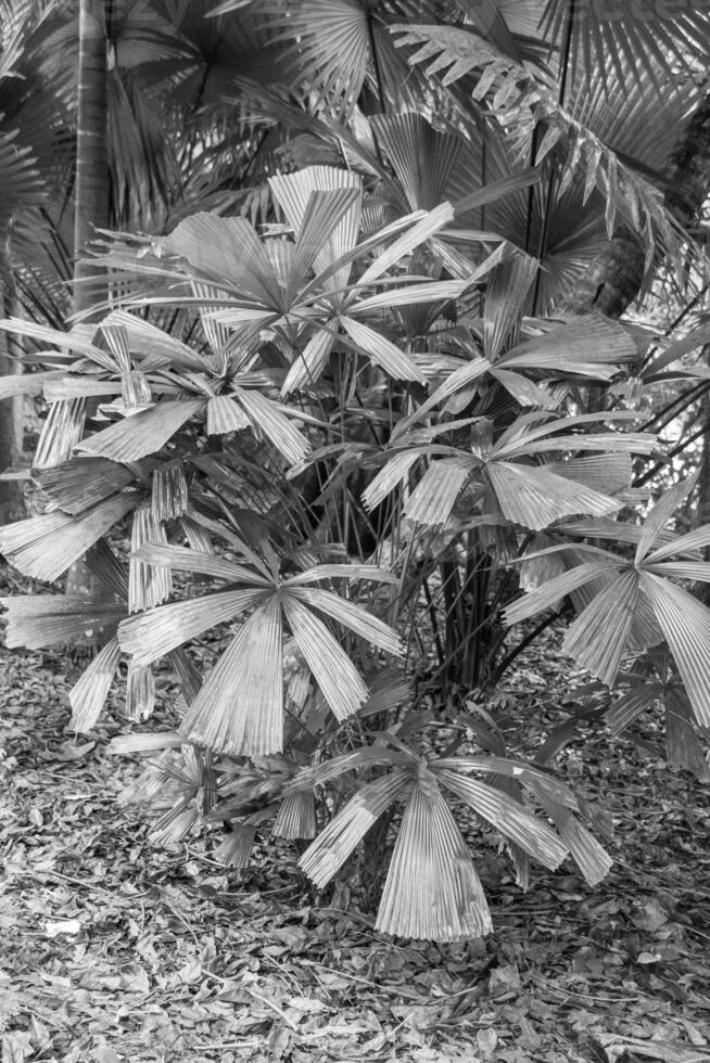 Garden in Singapur photo