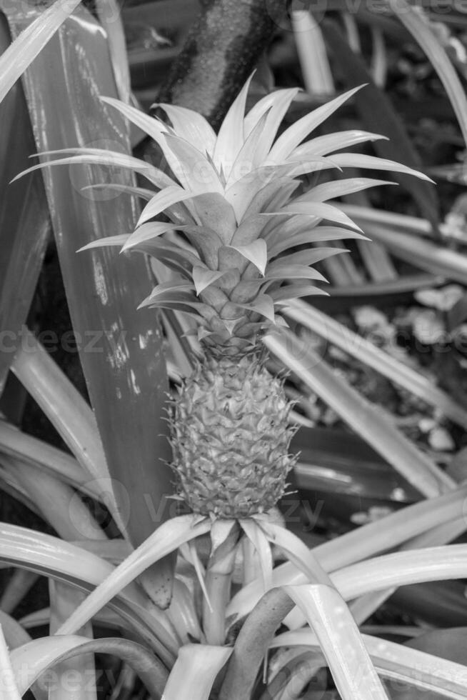 jardín en Singapur foto