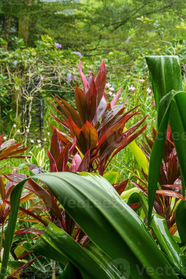 singapur gardens in asia photo