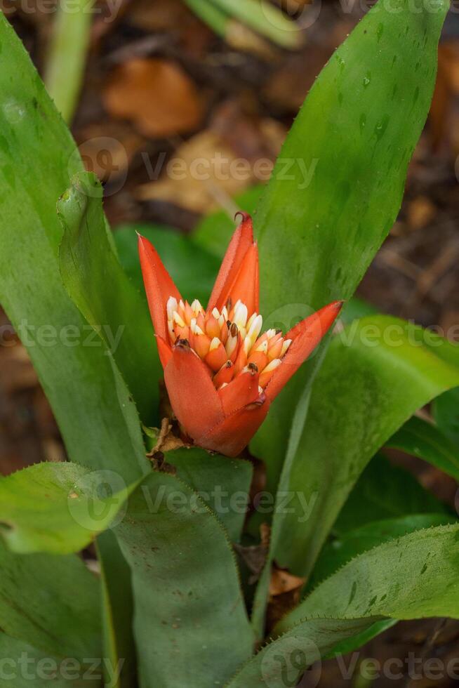 Singapur jardines en Asia foto