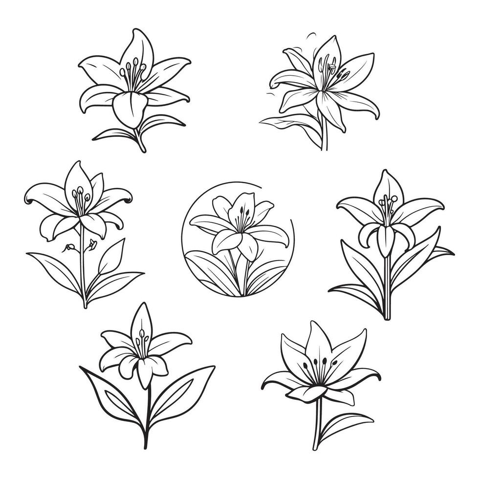 Hand drawn beautiful lily flower vector