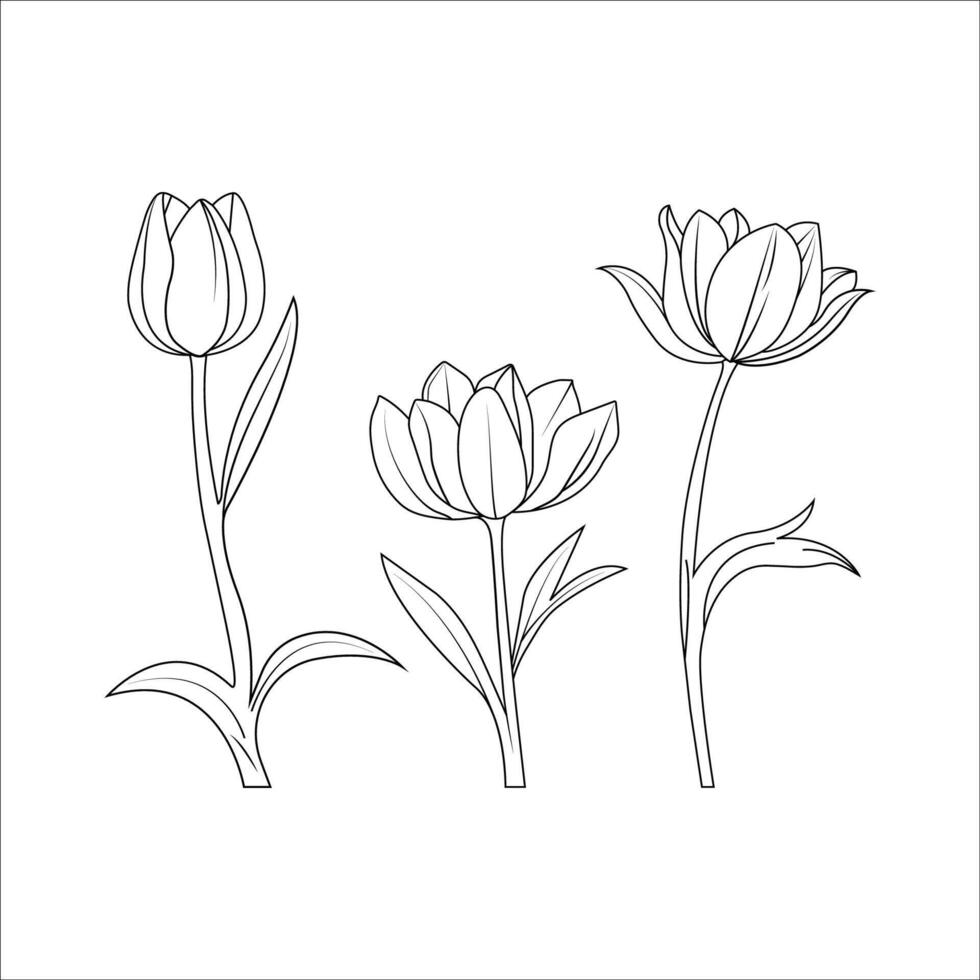 Vector line art tulip flower