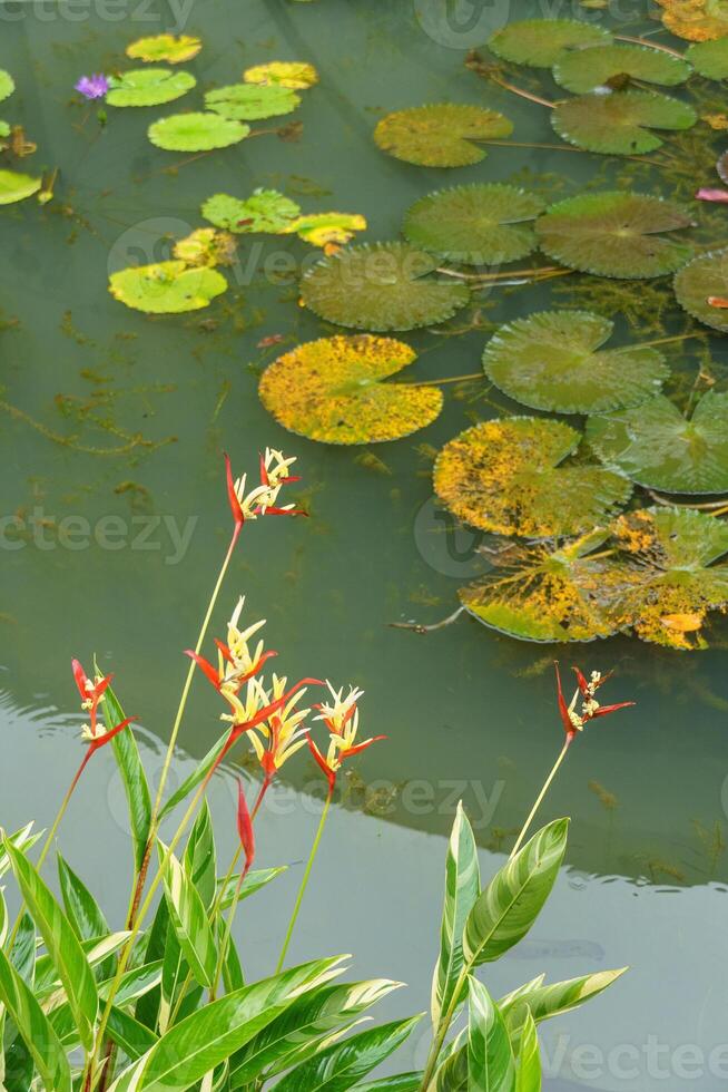 singapur gardens in asia photo