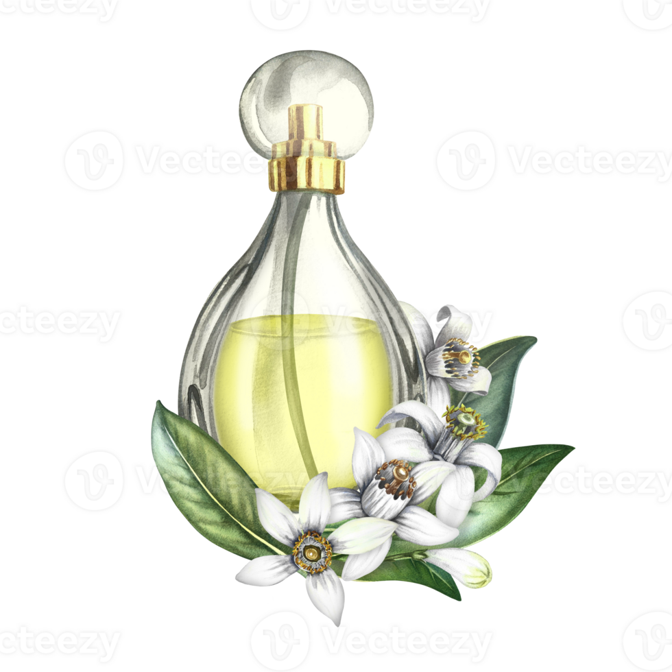 un perfume botella hecho de transparente vaso y naranja florecer flores Clásico amarillo perfume con el olor de agrios flores un dibujado a mano acuarela ilustración. para embalaje, tarjeta postal y etiqueta png