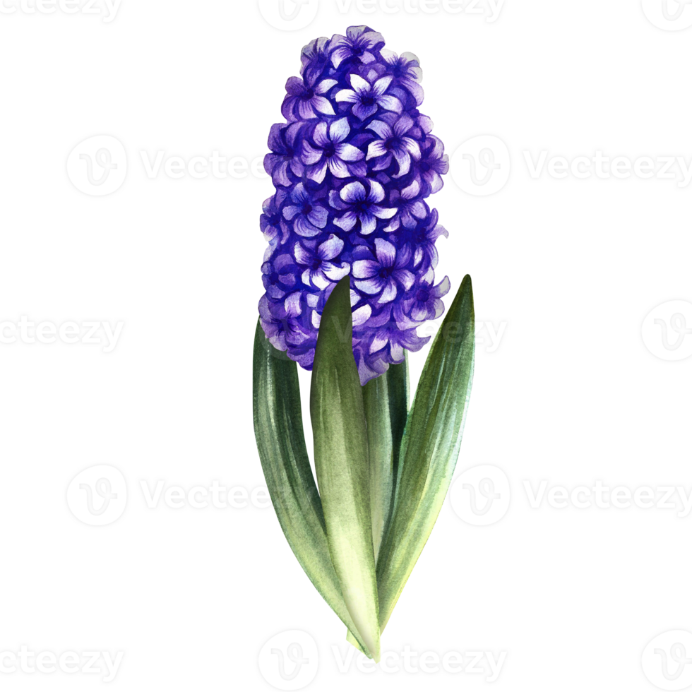 Hyacinth, bulbous plant, fragrant purple flower. Isolated. Hand-drawn watercolor illustration. An element of the design of packaging, postcards and labels. For banners, flyers and advertisements. png