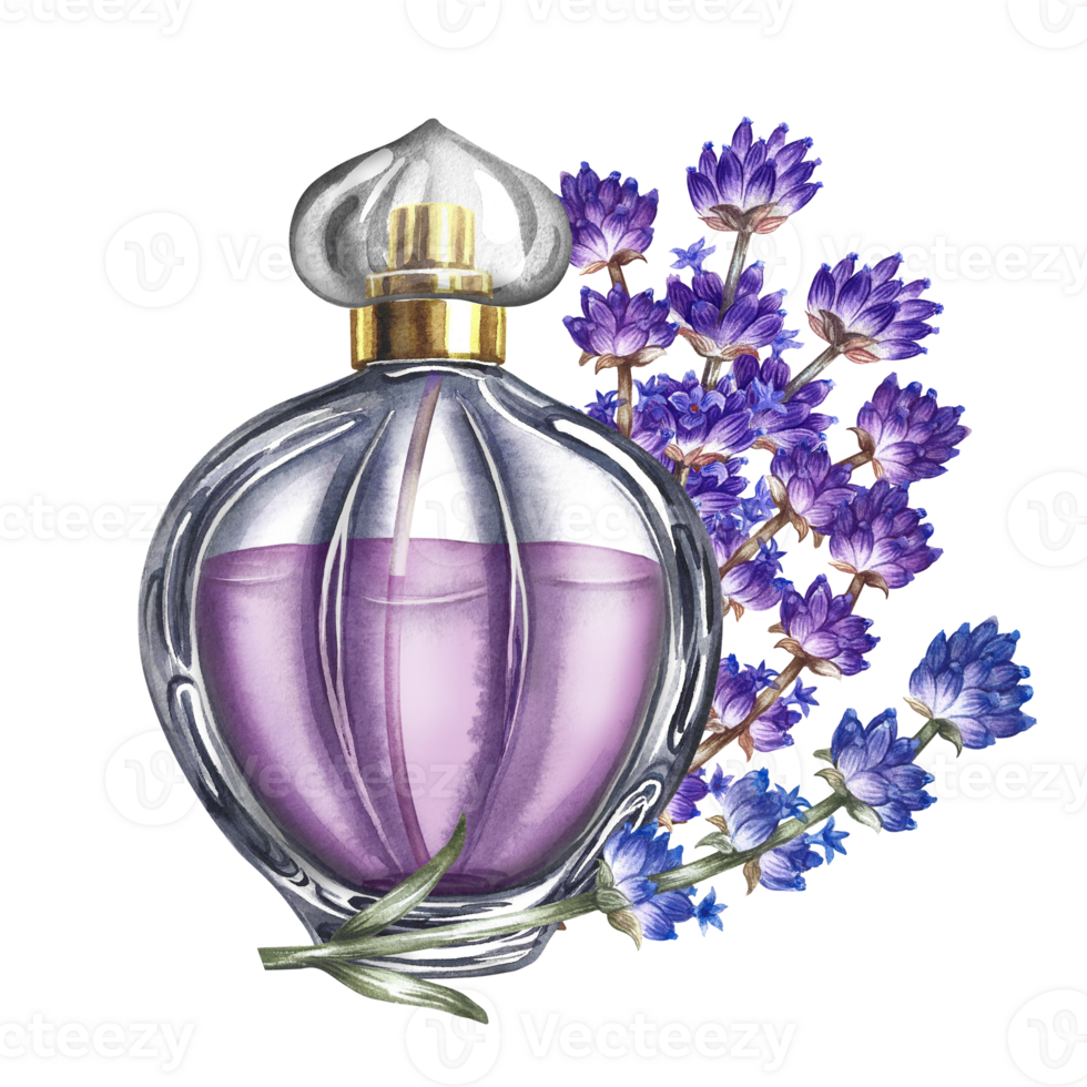 A perfume bottle made of transparent glass with lavender flowers. Vintage purple perfume with lavender scent. A hand-drawn watercolor illustration. Isolate her. For packaging, postcards and labels. png