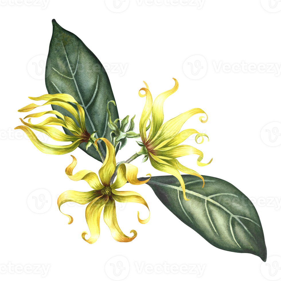 Ylang-ylang flowers. A branch of exotic fragrant yellow flowers with leaves. Hand-drawn watercolor illustration. Clip art, highlight it. An element of the design of packaging, postcards and labels. png
