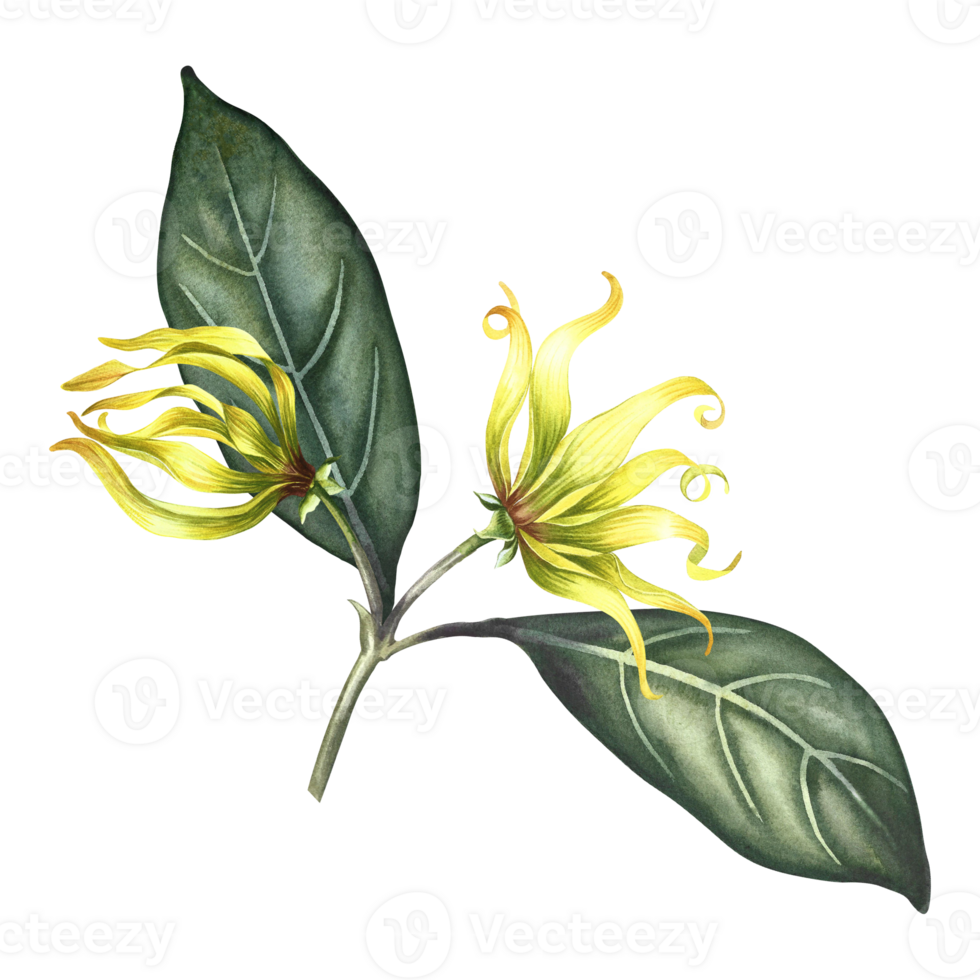 Ylang-ylang flowers. A branch of exotic fragrant yellow flowers with leaves. Hand-drawn watercolor illustration. Clip art, highlight it. An element of the design of packaging, postcards and labels. png