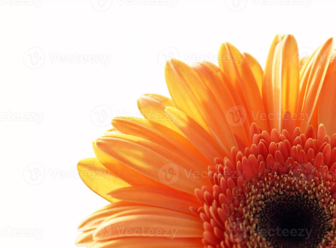 Orange gerber daisy flower on white background photo