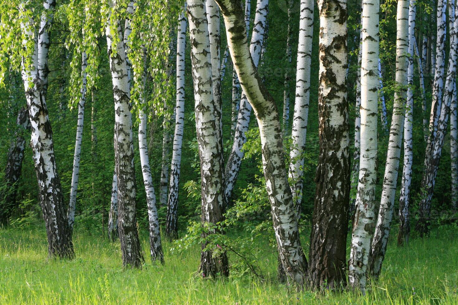 Birch trees in a summer forest photo
