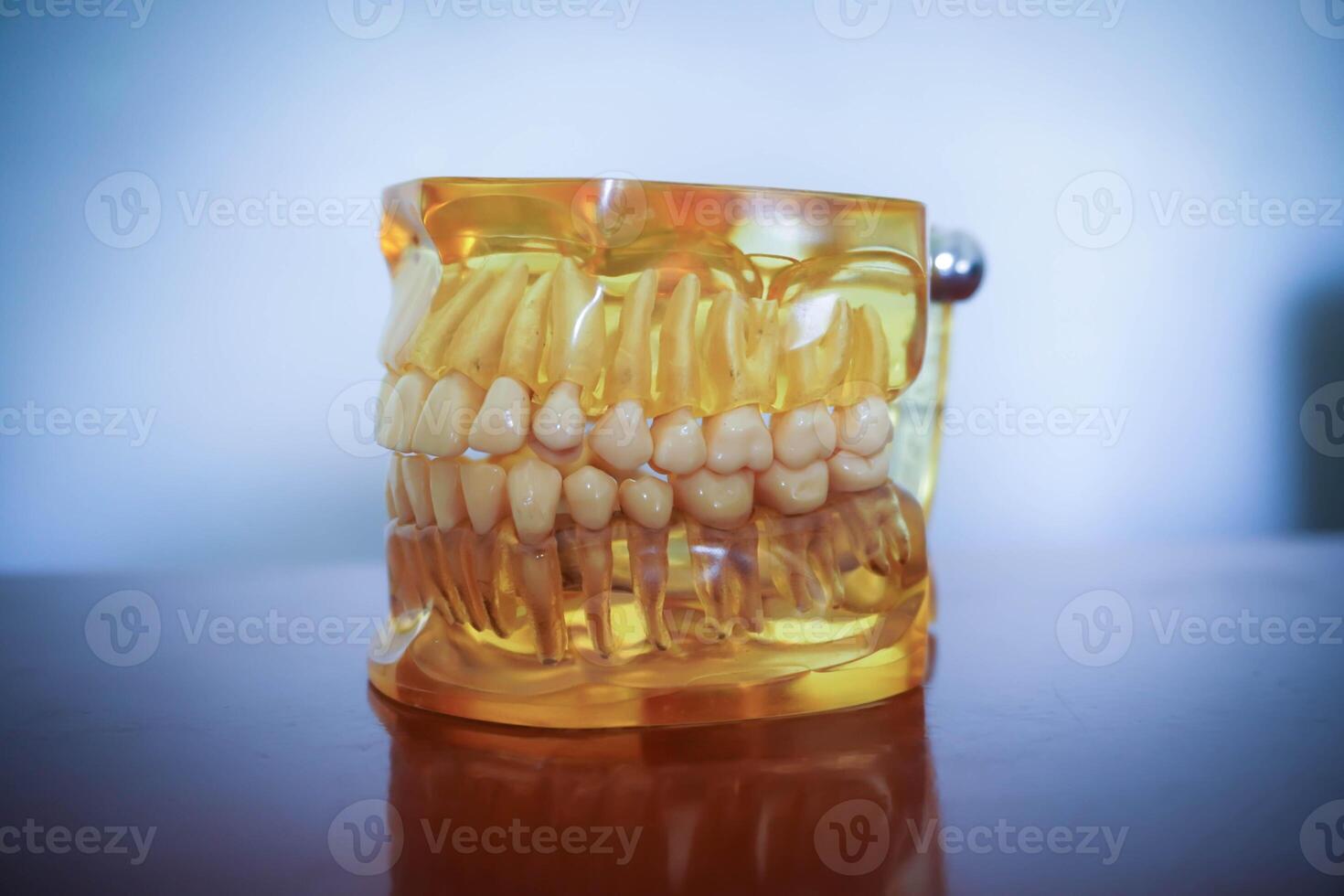 amarillo artificial modelo de el mandíbula en el mesa. dental prótesis. diente lámina. dental modelo médico objeto para enseñando estudiante en dental cuidado colegio foto