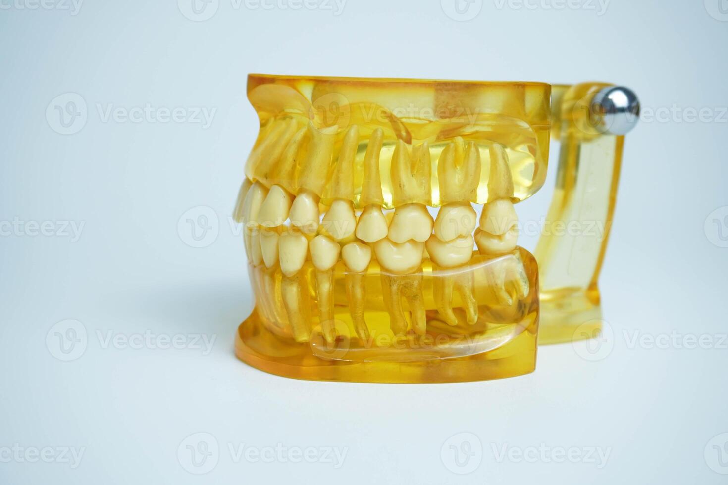 yellow jaw model on white background. Dentures or false teeth photo