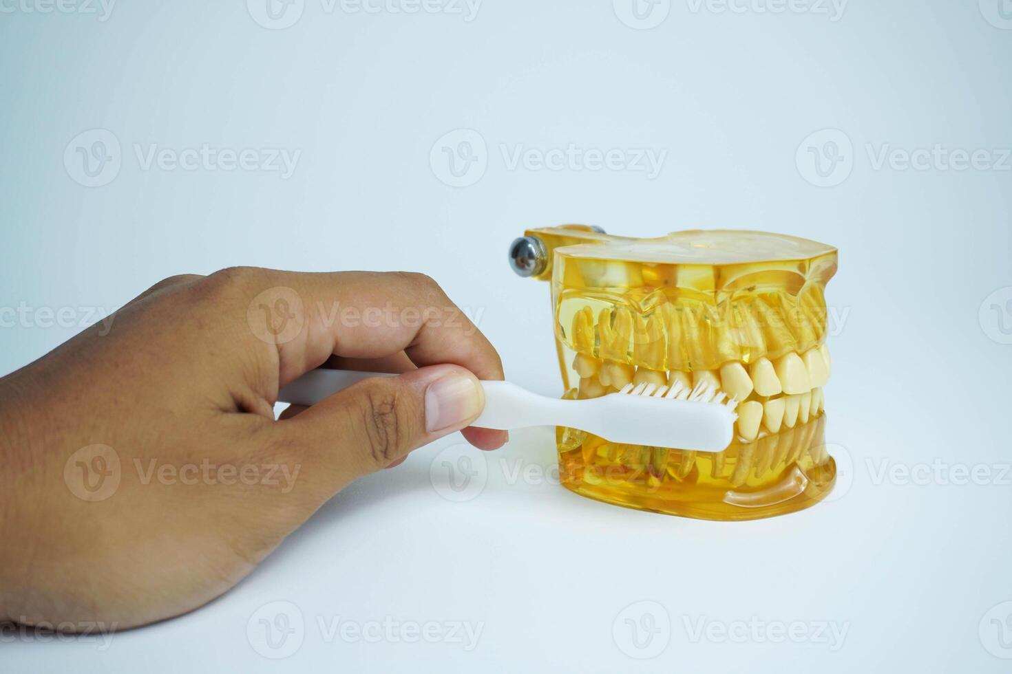 mano hombre dentista limpieza dental mandíbula modelo con cepillo de dientes aislado en blanco antecedentes foto