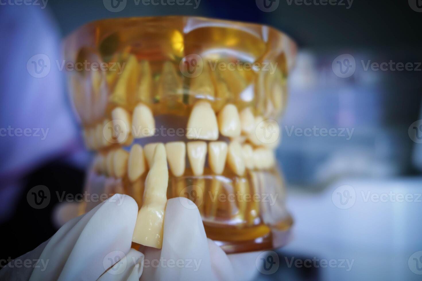 Dentist holding an artificial lower jaw. Dental Prosthesis. tooth plate. Dental Model medical object for teaching student in dental care school photo