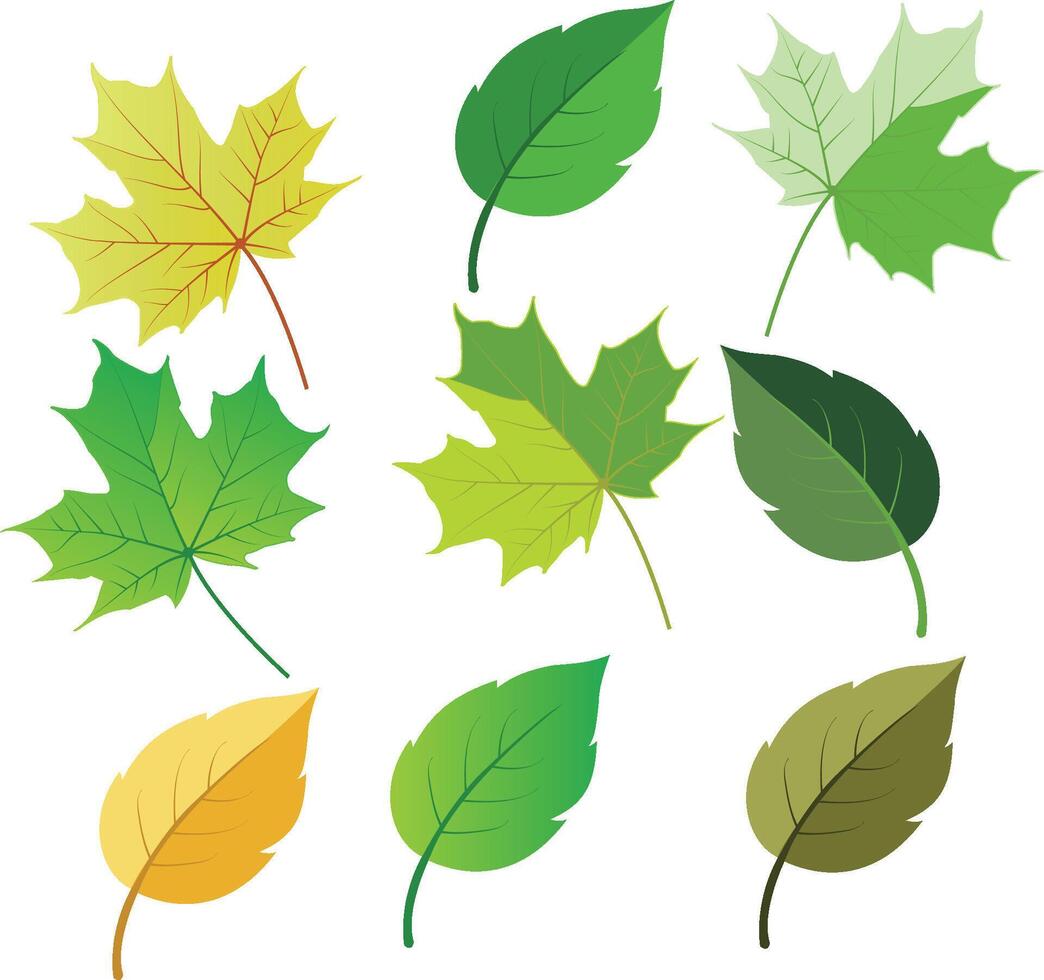 Leaf design vector illustration
