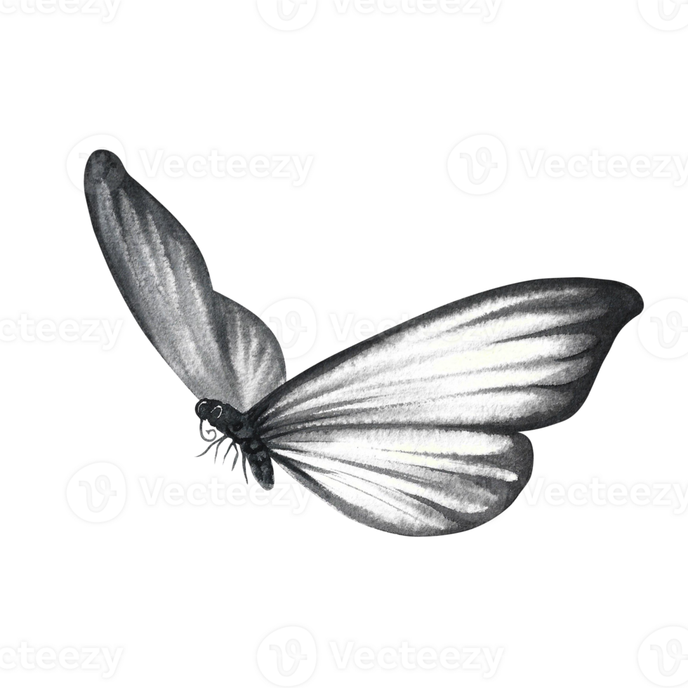 The grey butterfly is flying. A hand-drawn watercolor illustration. Isolate. For prints, postcard design, banners, flyers. For home decor, packaging and labels. png