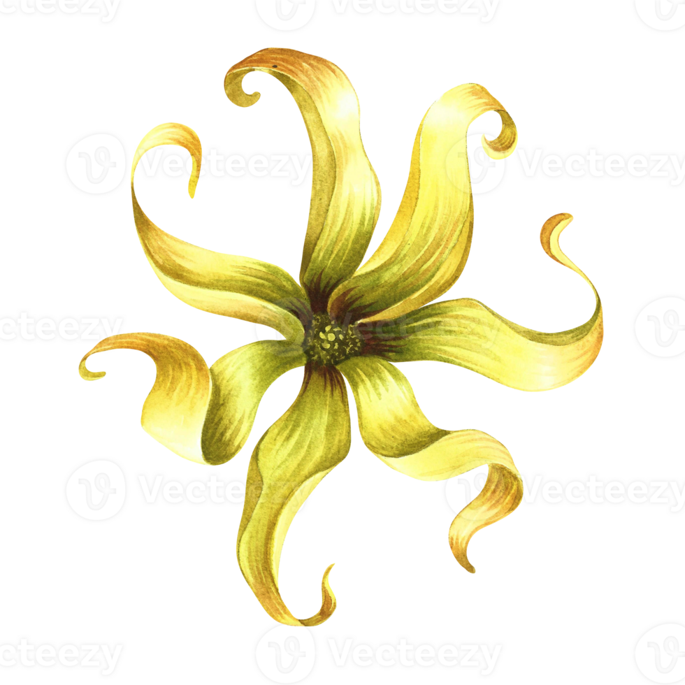 Ylang-ylang. An exotic tropical fragrant flower. Hand-drawn watercolor illustration. Highlight it. An element of the design of packaging, postcards and labels. For banners, flyers, advertisements. png