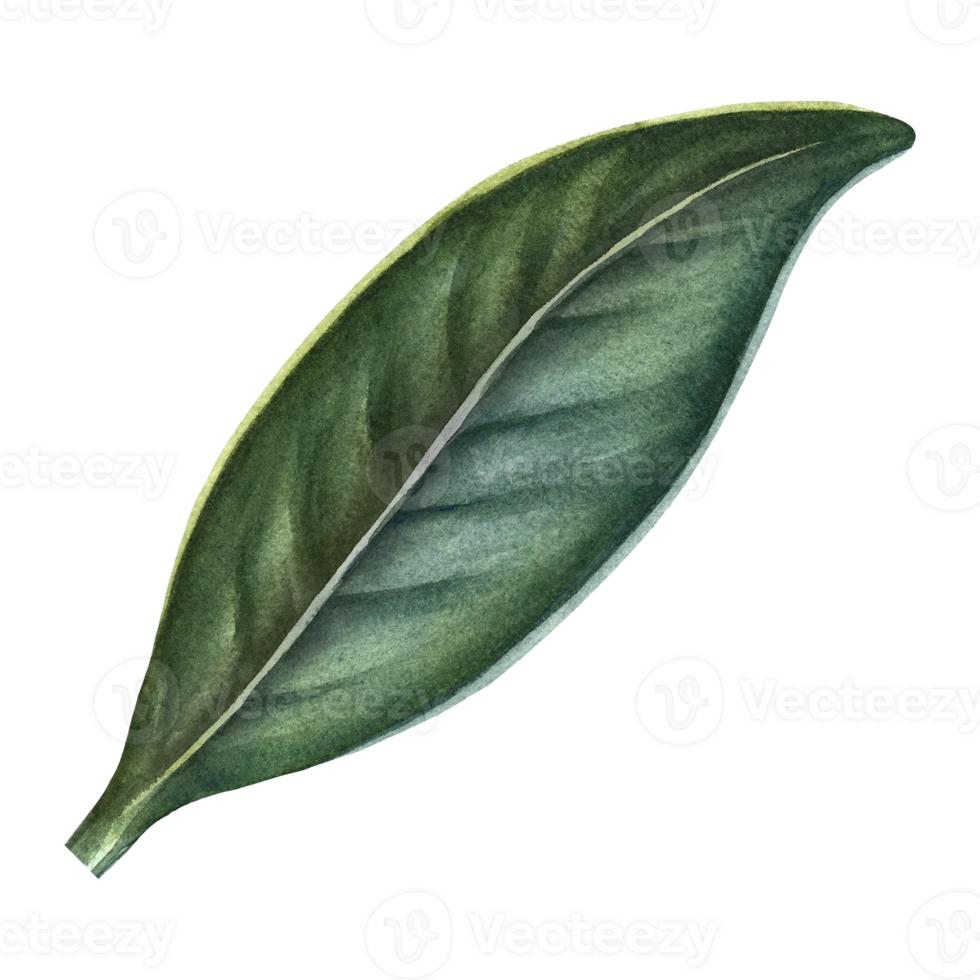 The green leaf of the orange tree. Hand-drawn watercolor illustration. Highlight it. An element of the design of packaging, postcards and labels. For banners, flyers, advertisements and posters. png