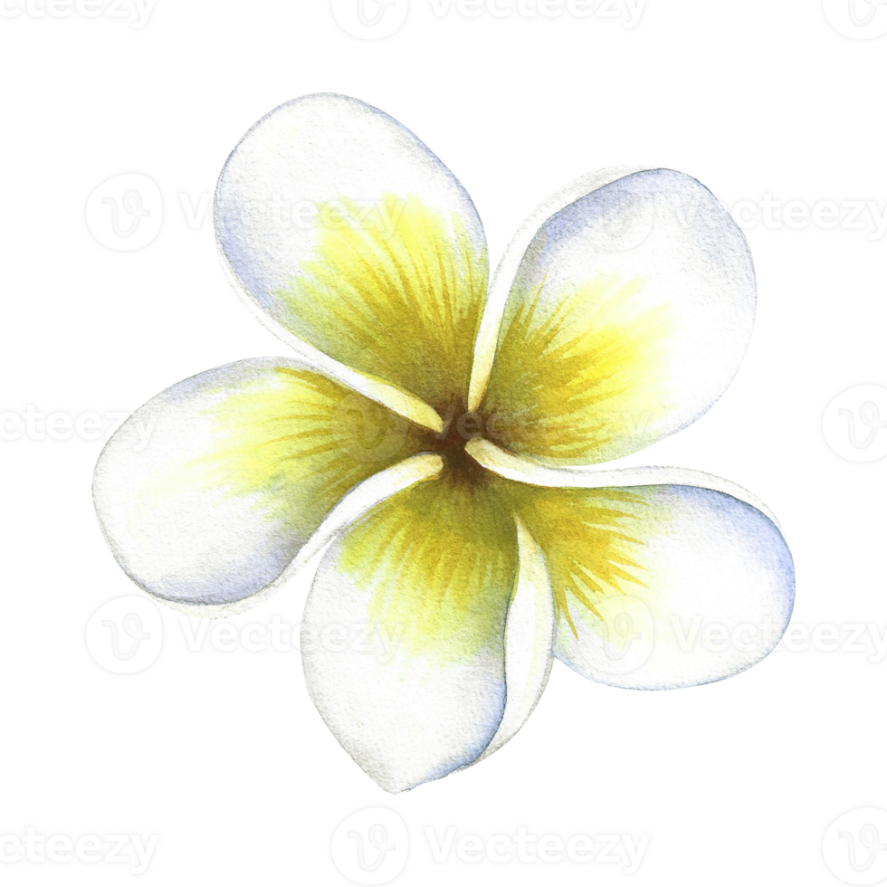 Plumeria. An exotic tropical fragrant flower. A hand-drawn watercolor illustration. Highlight it. An element for the design of packaging, postcards and labels. For banners, flyers, flyers and posters. png
