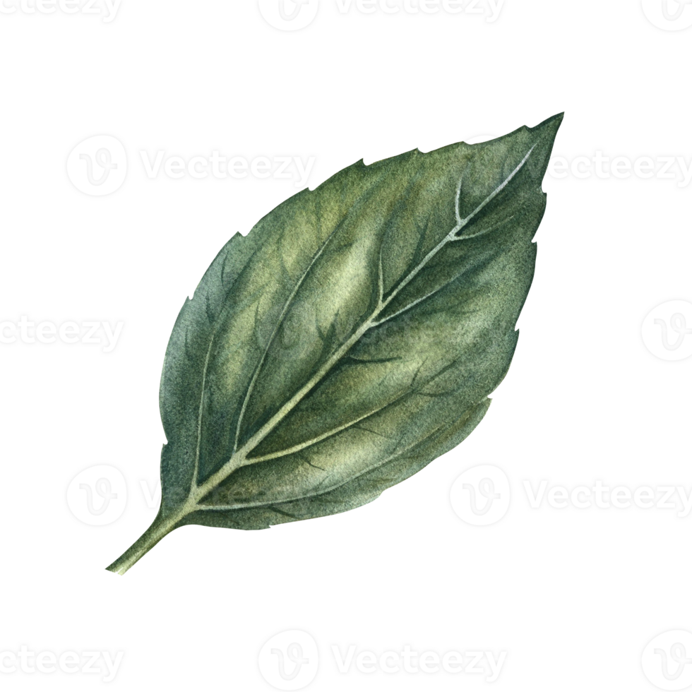 The green leaf of the plant. A hand-drawn watercolor illustration. Highlight it. An element for the design of packaging, postcards and labels. For banners, flyers, flyers and posters. png