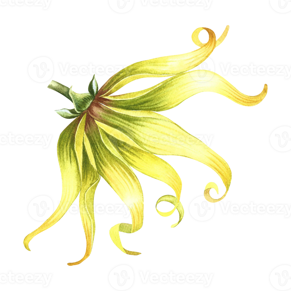 Ylang-ylang. An exotic tropical fragrant flower. Hand-drawn watercolor illustration. Highlight it. An element of the design of packaging, postcards and labels. For banners, flyers, advertisements. png