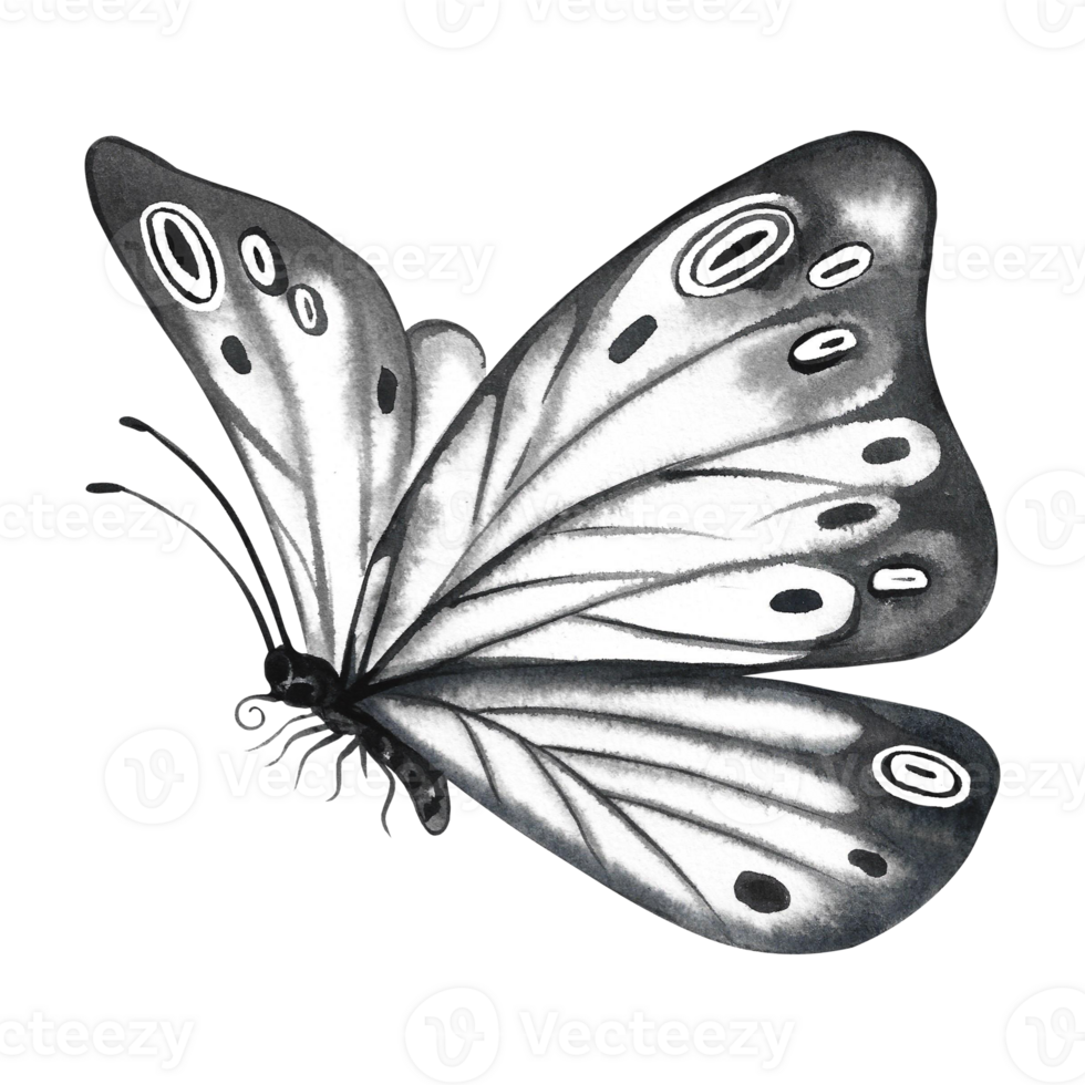 The grey butterfly is flying. A hand-drawn watercolor illustration. Isolate. For prints, postcard design, banners, flyers. For home decor, packaging and labels. png