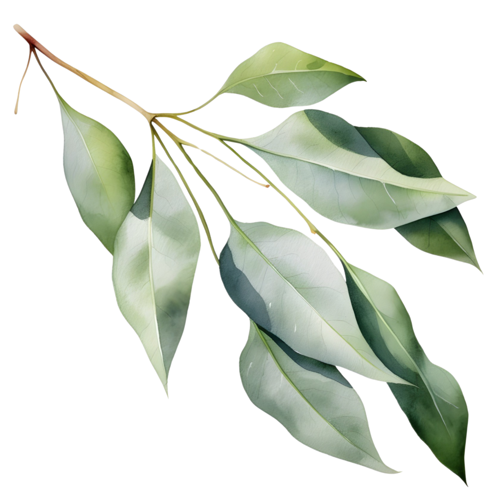 AI generated Eucalyptus leaf wedding png