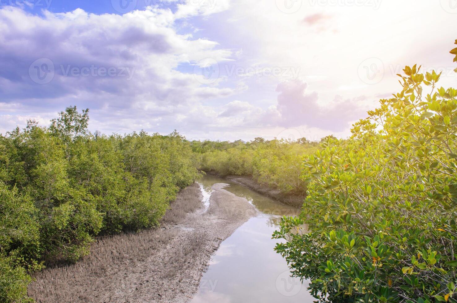 Mangrove forest in the tropical place with blue sky photo