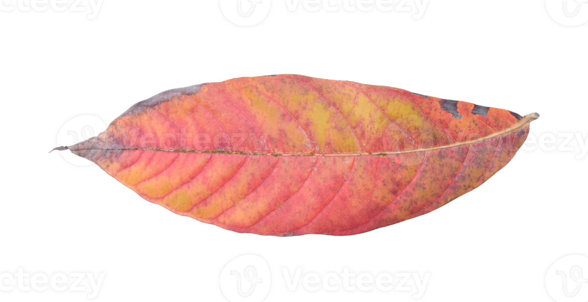 Natural dry leaf isolated on transparent background. PNG File