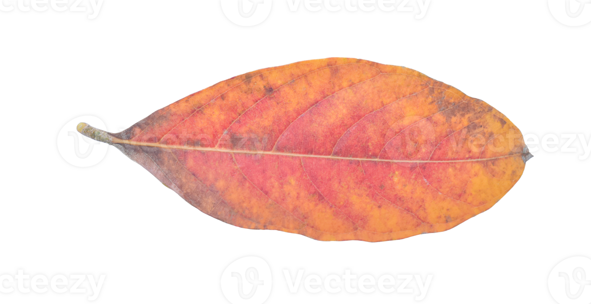 Natural dry leaf isolated on transparent background. PNG File
