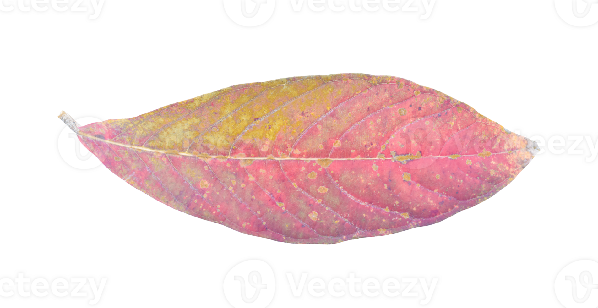 Natural dry leaf isolated on transparent background. PNG File