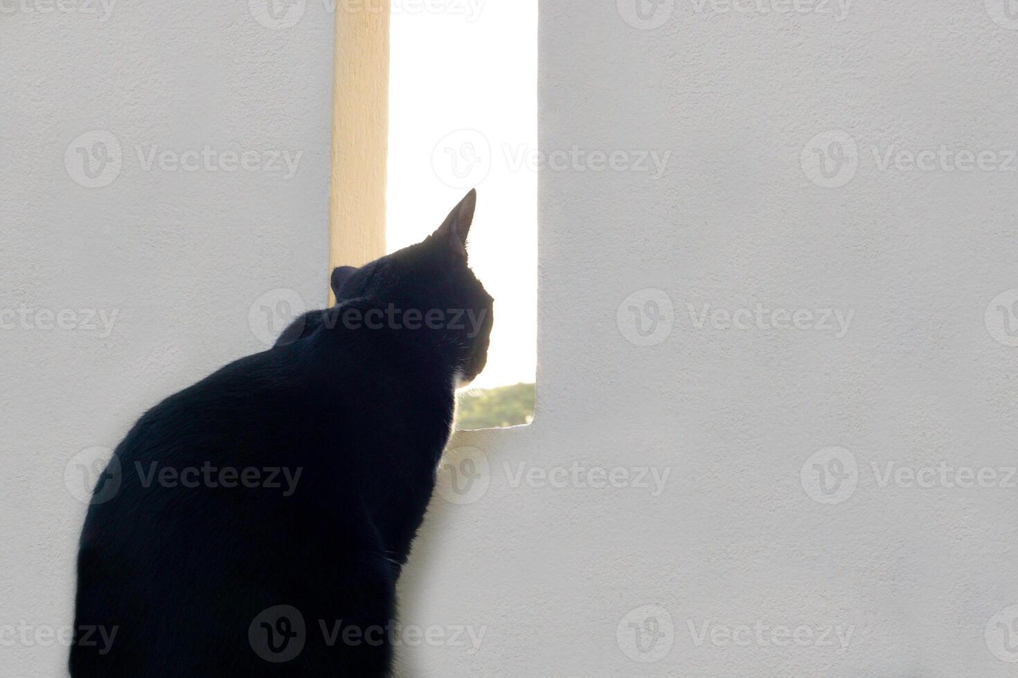 Cute black furry cat sits straight and staring at something outside the house. Pet, mammal and playful concept. photo
