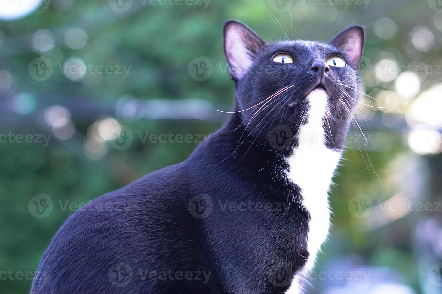 linda negro peludo gato se sienta Derecho y curioso a alguna cosa fuera de el casa, antecedentes es arboles y Bokeh. mascota, mamífero y juguetón concepto. foto