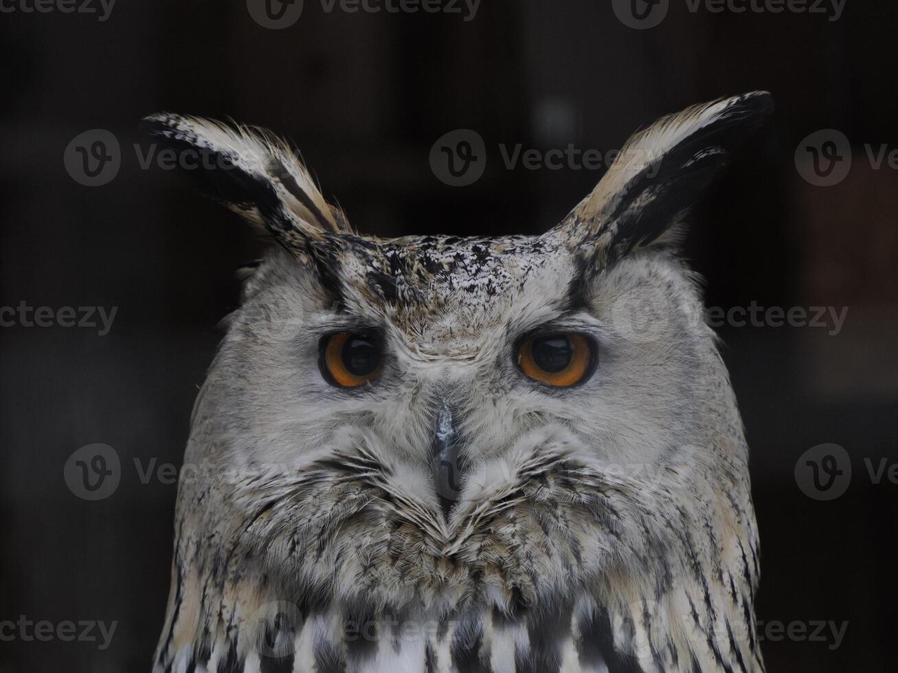 western Siberian eagle owl Bubo sibiricus close up portrait photo
