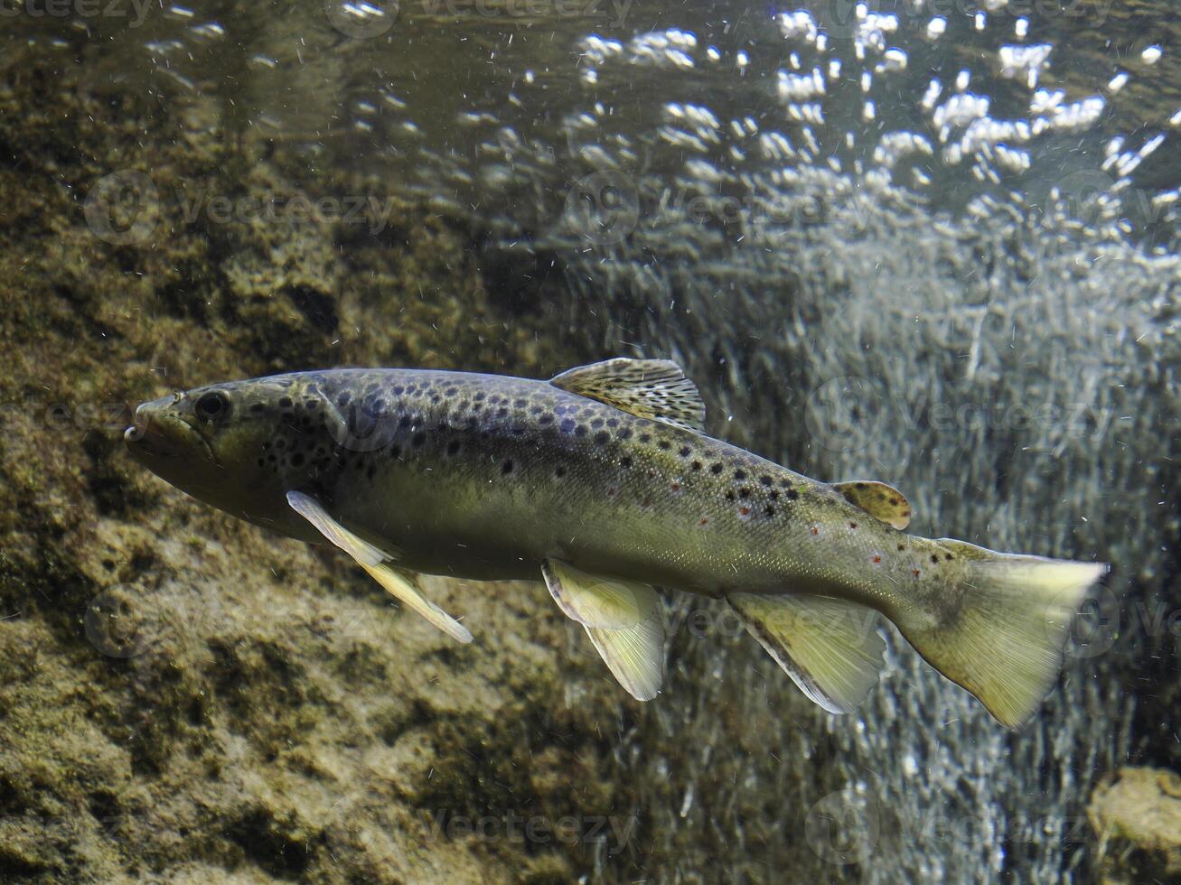 european trout underwater close up portrait photo