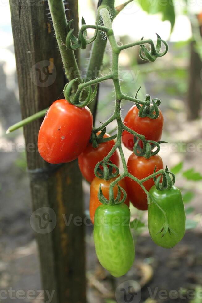 Tomates en un rama. verano vitaminas Fresco vegetales en verano. fertilización y planta cuidado foto