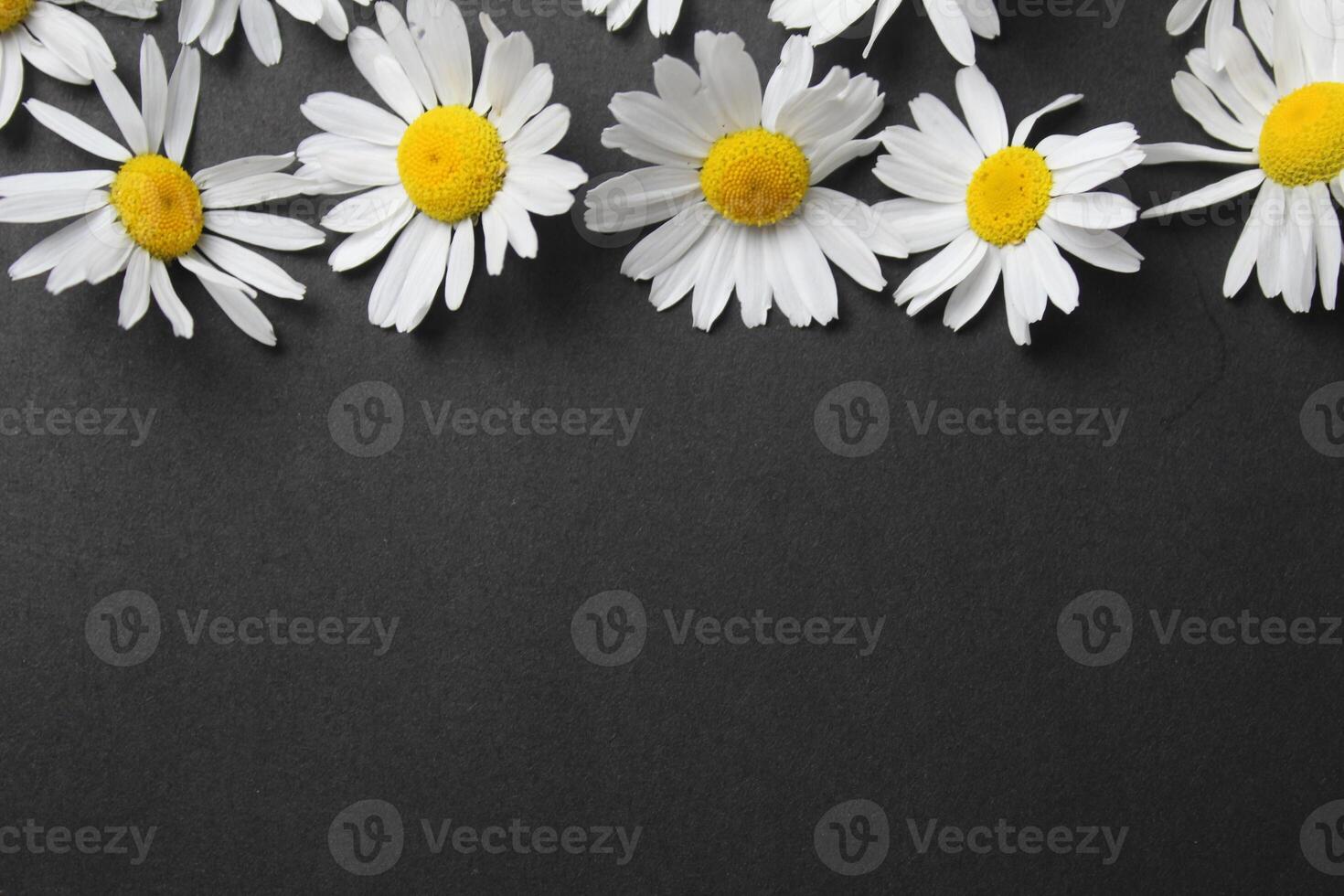 White daisies are medicinal plants on a black background with space for copyspace text. Herbs for Tea photo